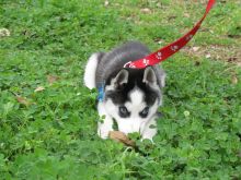 Adorable CKC Siberian Husky Puppies for offer Image eClassifieds4u 3