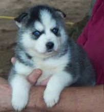 Adorable Siberian Husky For Adoption Image eClassifieds4U