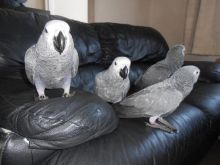 ...AFRICAN GREY PARROTS ... Image eClassifieds4U