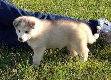 Alaskan Malamute Puppies for adoption Image eClassifieds4u 1