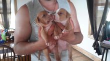 Amazing red nose APBT puppies born June 6, various colors Image eClassifieds4u 4