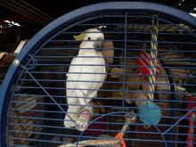 atoo parrots Image eClassifieds4U