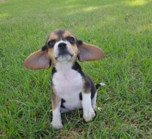 Beautiful little tri colored Beagle puppies coming available. Image eClassifieds4u 2