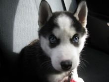 CKC Siberian Husky Females - $250 (St. Catharines) Image eClassifieds4u 2