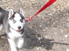 CKC Siberian Husky Females - $250 (St. Catharines) Image eClassifieds4u 3