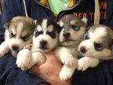 Cute and Adorable Siberian husky puppies now ready Image eClassifieds4U
