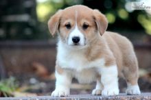 Cute Pembroke Welsh Corgi Puppies for adoption contact::::(annamelvis225@gmail.com) Image eClassifieds4u 1