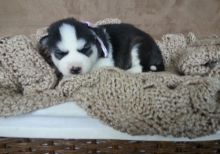 Cute puppy (Lucy) our Siberian Husky for adoption Image eClassifieds4u 2