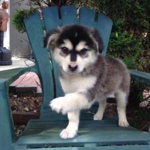 Excellent Siberian Husky puppy for adoption Image eClassifieds4u 2