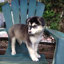 Excellent Siberian Husky puppy for adoption Image eClassifieds4u 3