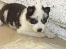 Litter of Siberian Husky pups due any day Image eClassifieds4u 2