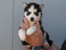 Playful and nice colored Siberian Husky puppies-(442) 888-8757 Image eClassifieds4u 3