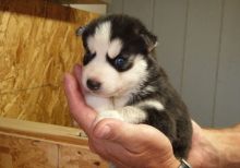 Playful and nice colored Siberian Husky puppies-(442) 888-8757 Image eClassifieds4u 4