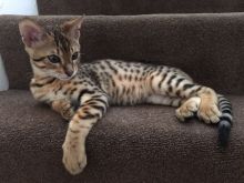 Pure breed Bengal kitten Image eClassifieds4U