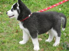 Quality Siberian Husky Puppies Available, Male & Female Image eClassifieds4u 2
