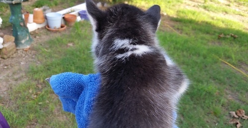 Male Siberian Husky for free for adoption Image eClassifieds4u