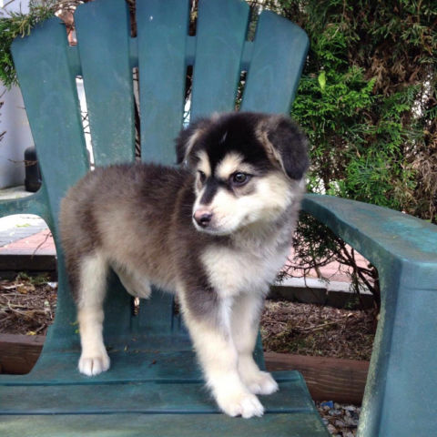 Male Siberian Husky for free for adoption Image eClassifieds4u