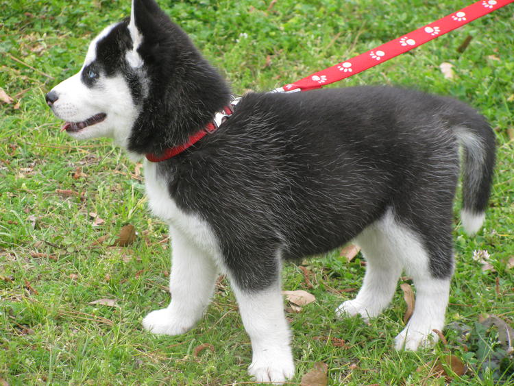 Quality Siberian Husky Puppies Available, Male & Female Image eClassifieds4u