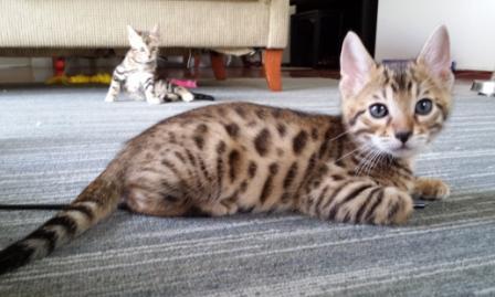 Adorable TICA Bengal/Ragdol Kittens for Adoption - 11 Weeks Old Image eClassifieds4u