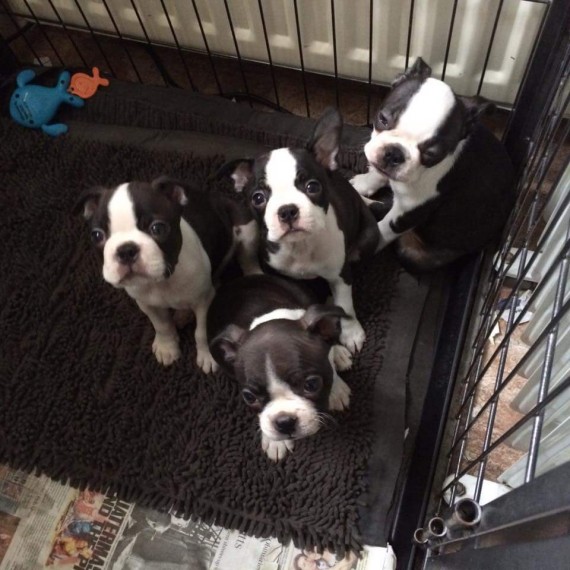 Stunning Boston Terrier Puppies Image eClassifieds4u