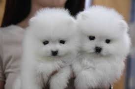 Teacup Pomeranian Puppies for adoption Image eClassifieds4u