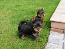 male and female yorkie are very loving and sweet