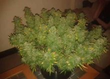 MEDICAL CANNABIS STRAINS AND HEMP OILS FOR SELL http://goldengreenshop.com/index.html