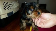 Male and female Yorkie puppies for pet lovers.