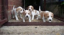 Top Quality C.K.C Beagle Puppies Now Ready For Adoption