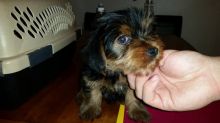 Male and female Yorkie puppies for pet lovers. Image eClassifieds4U