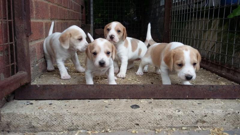 Top Quality C.K.C Beagle Puppies Now Ready For Adoption Image eClassifieds4u