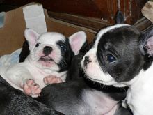 AKC quality French Bulldog Puppy for free adoption!!!