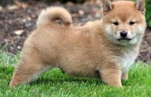 Beautiful Shiba Inu Puppies Ready Now text (251) 237-34