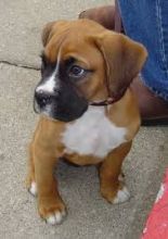 Boxer Puppies K C Reg From Show Lines. text (251) 237-34