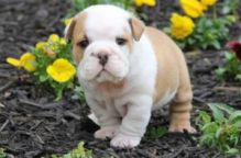 Charming English Bulldog Puppies