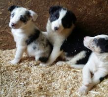 Cute Border Collie Puppies Ready Now Puppies text (251) 237-34