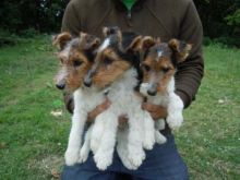 Excellent Kc Registered Fox Terrier For Sale text (251) 237-34