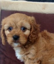 F1b Cavapoo Male And Female Puppies text (251) 237-34