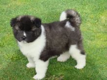 For Sale 4 Gorgeous Akita Puppies text (251) 237-34