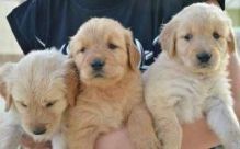 Golden Retriever Puppies