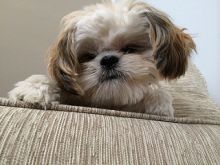 gorgeous shih tzu puppies for adoption