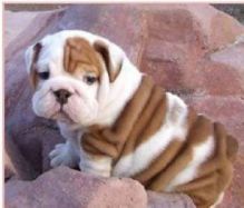 Healthy English Bulldog Puppies