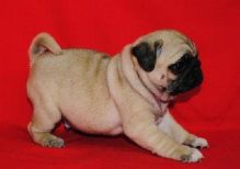 healthy home train pug pups ready