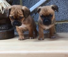 Home Reared Gorgeous Jug Puppies For Sale text (251) 237-34