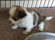 Kc Parti Lhasa Apso Puppies Ready text (251) 237-34