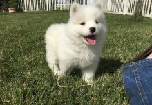 KC Registered Male and Female Samoyed Ready For Sale Puppies text (251) 237-34
