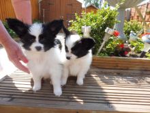 Male & Female Papillon Puppies text (251) 237-34