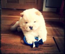 Stunning Cream Male Chow Chow Puppies text (251) 237-34