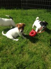Stunning Jack Russell Puppies text (251) 237-34