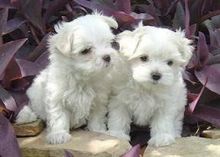 Two Teacup Maltese Puppies Needs a New Family